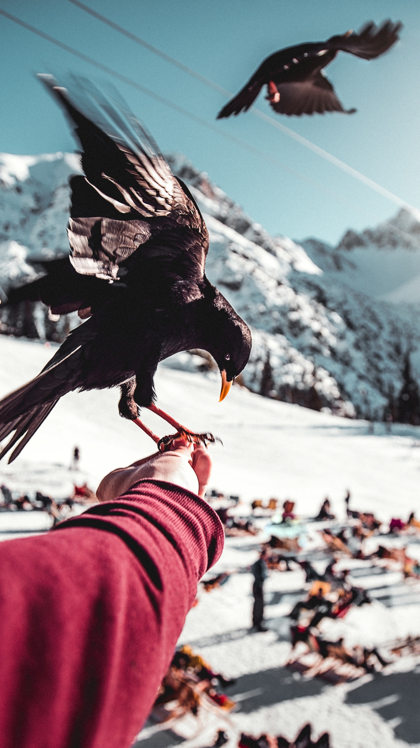 Обои клюв, ворон, ворона, птица, крыло в разрешении 1440x2560