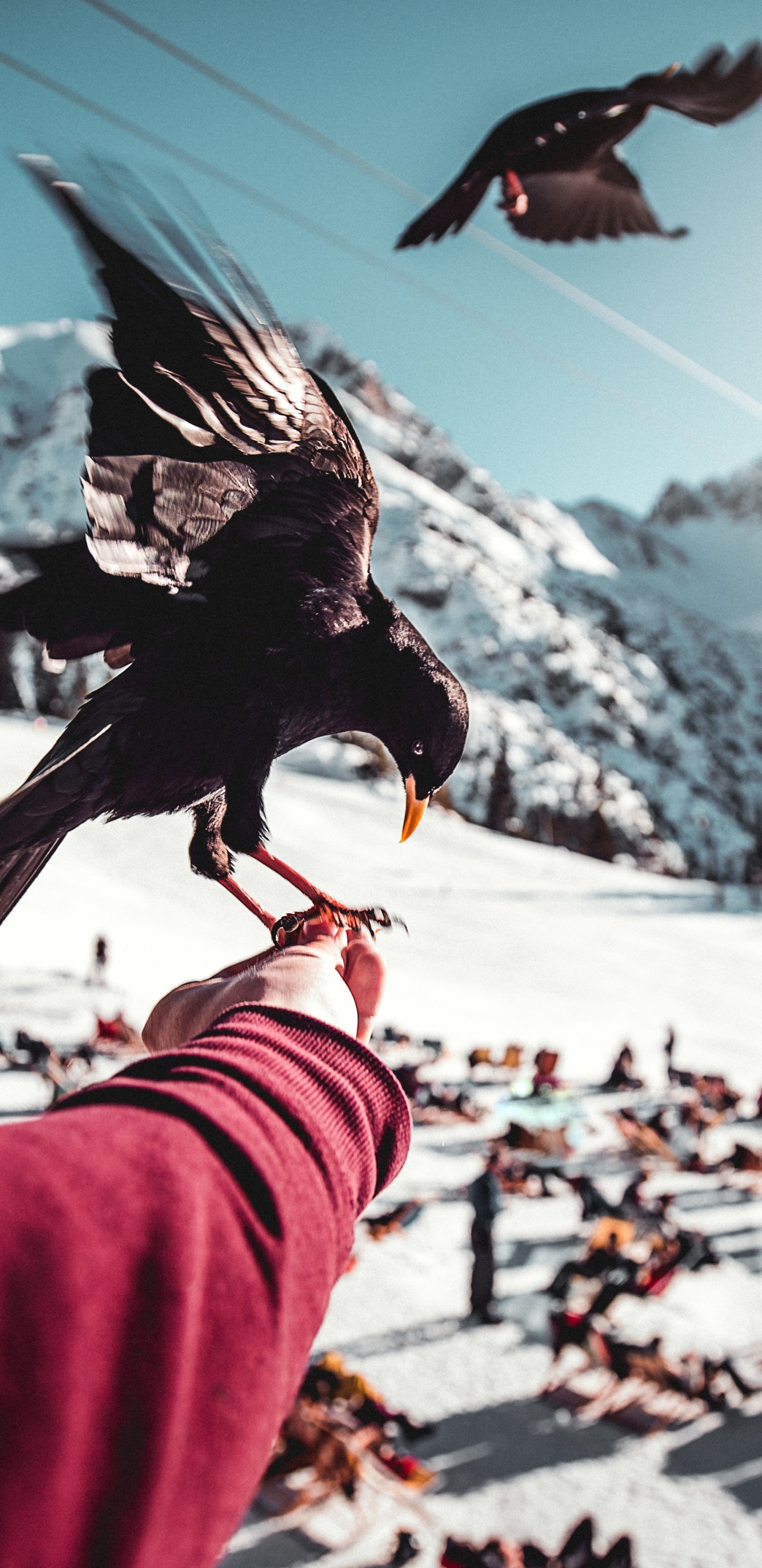 Обои клюв, ворон, ворона, птица, крыло в разрешении 1440x2960