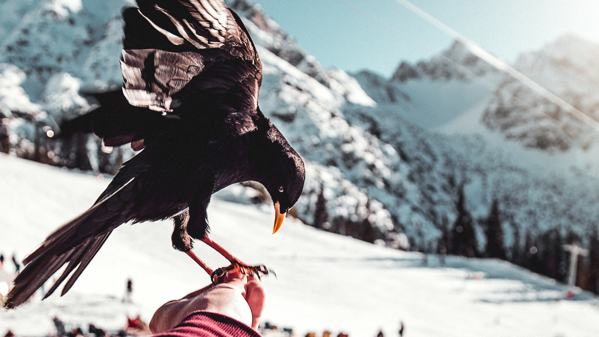 Обои клюв, ворон, ворона, птица, крыло в разрешении 1920x1080