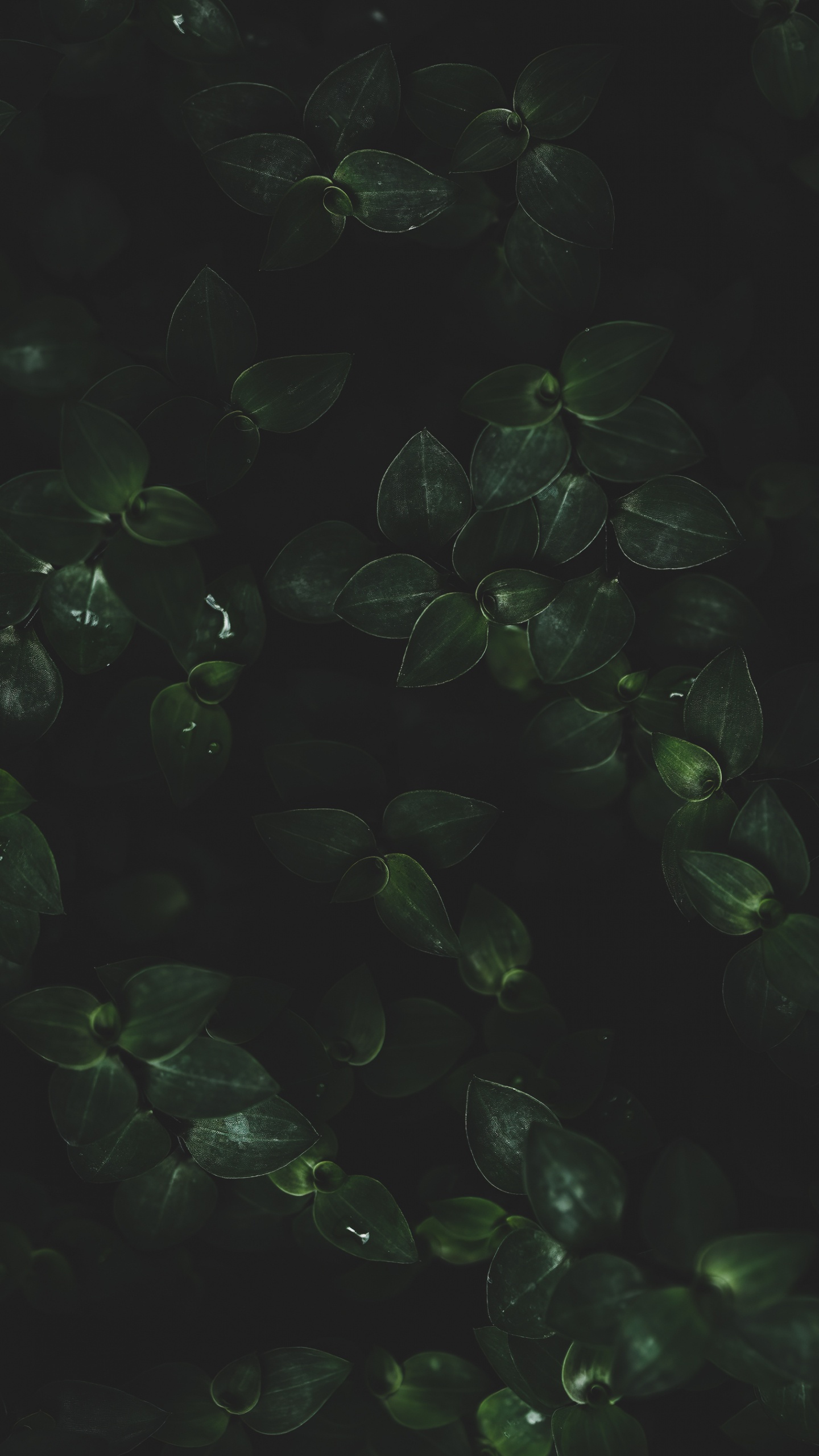 Обои вода, лист, наземное растение, жидкий, почвопокровная в разрешении 1440x2560