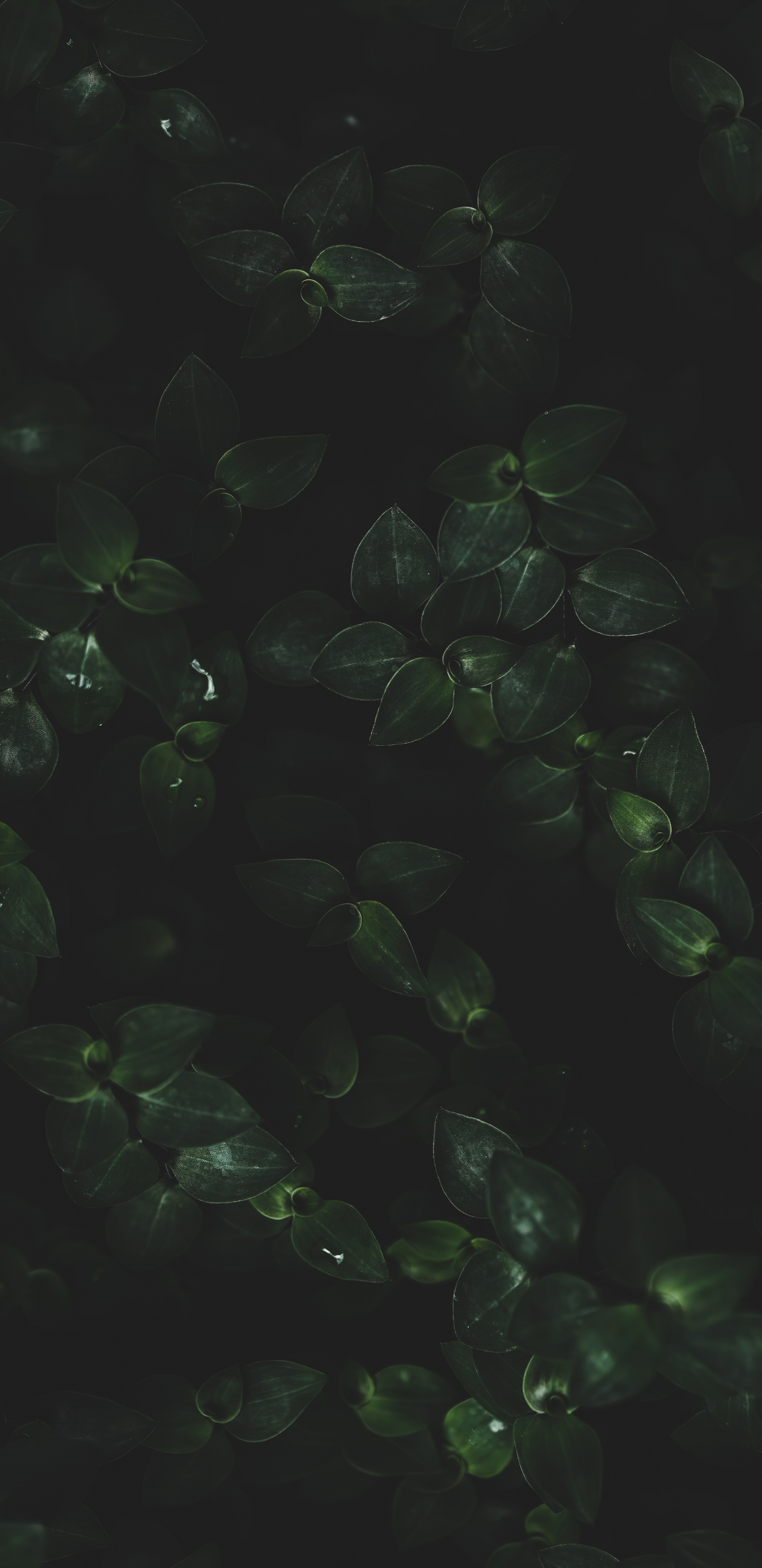 Обои вода, лист, наземное растение, жидкий, почвопокровная в разрешении 1440x2960