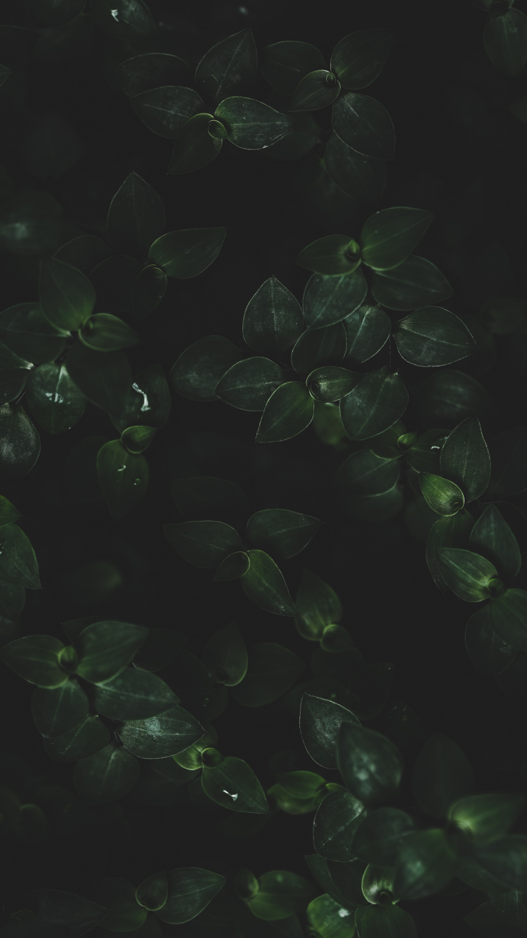 Обои вода, лист, наземное растение, жидкий, почвопокровная в разрешении 750x1334