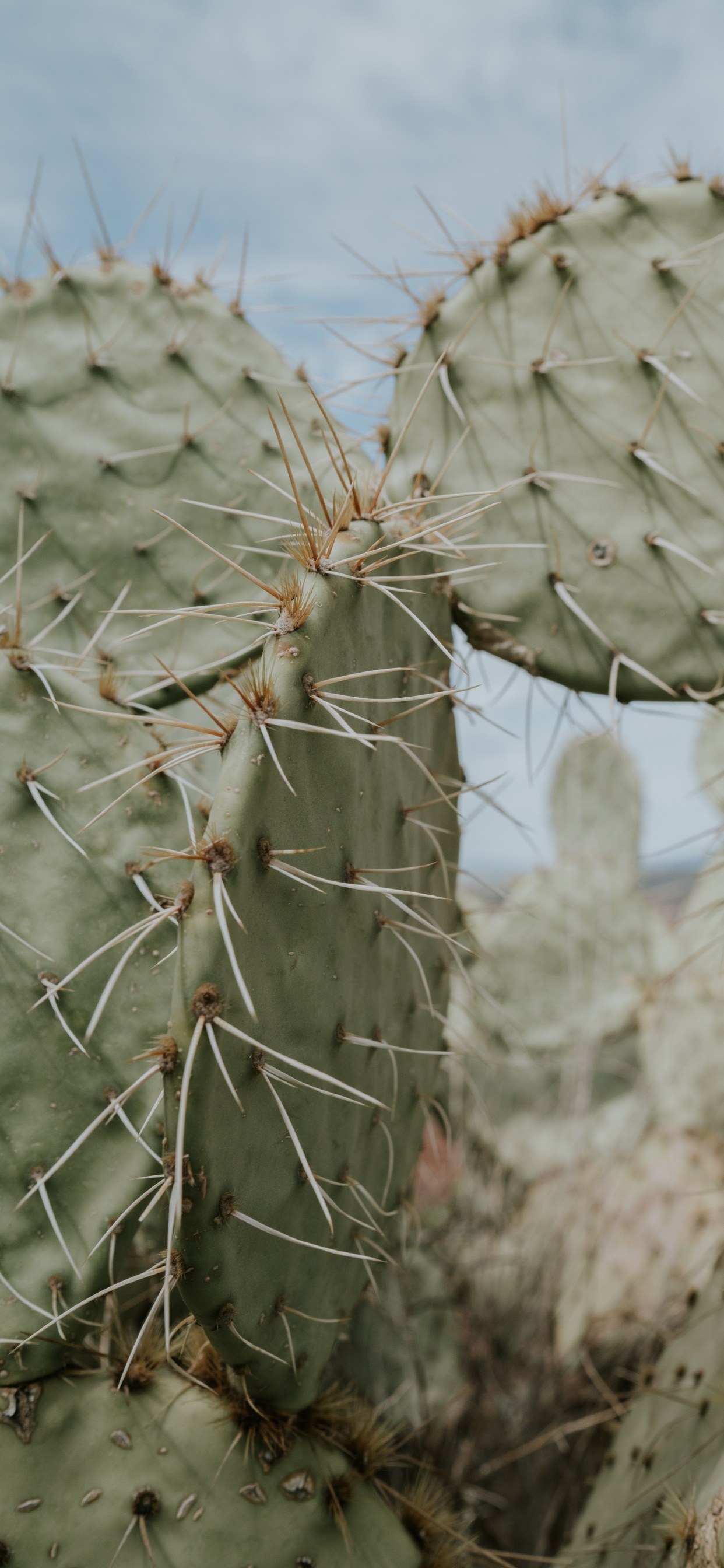 Обои кактус, суккулент, наземное растение, растение, опунция в разрешении 1242x2688