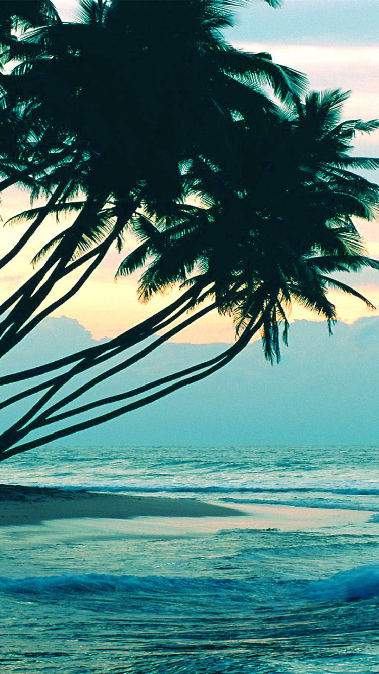 Обои океан, море, тропическая зона, Пальма, вода в разрешении 750x1334