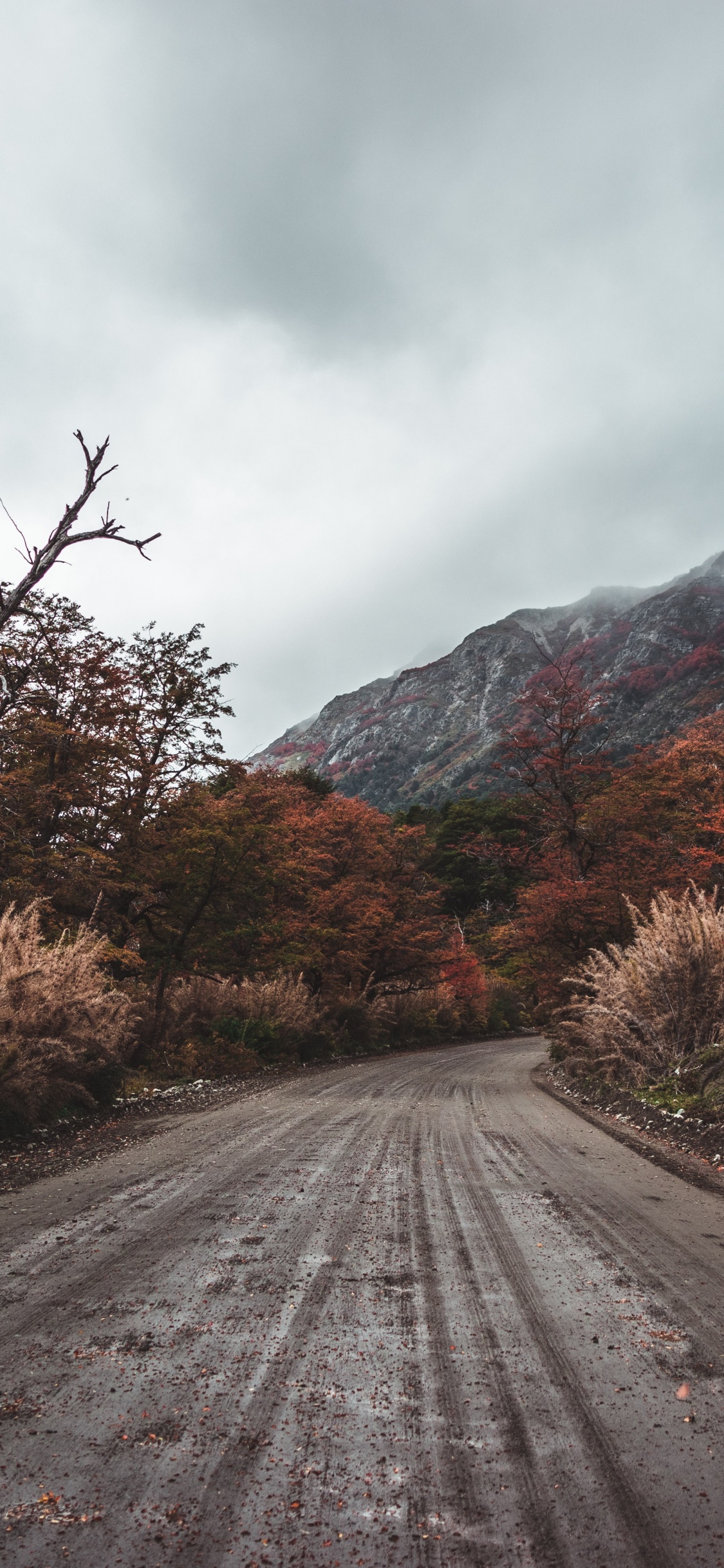 Обои дорога, природный ландшафт, дерево, облако, асфальт в разрешении 1125x2436