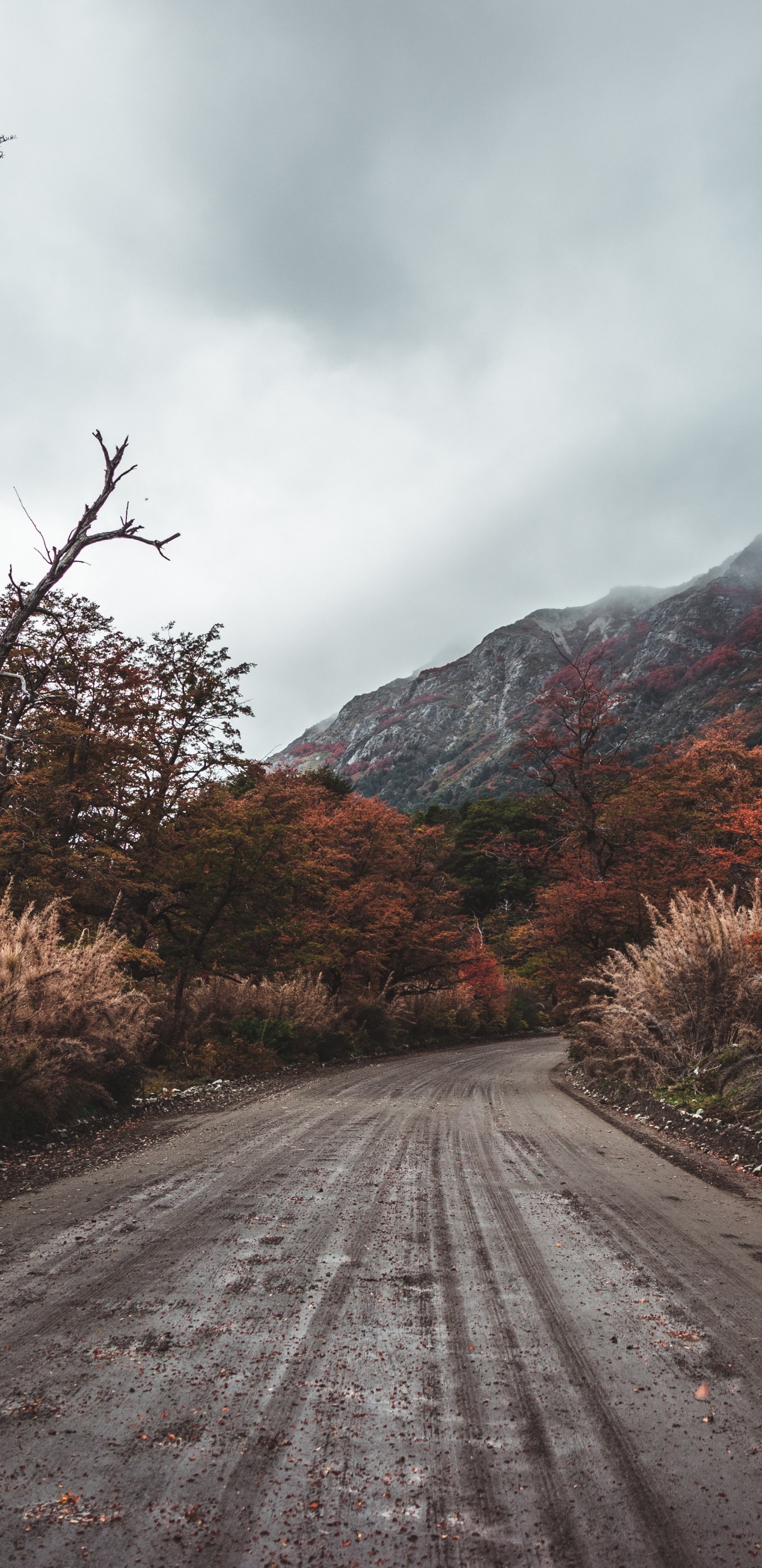 Обои дорога, природный ландшафт, дерево, облако, асфальт в разрешении 1440x2960