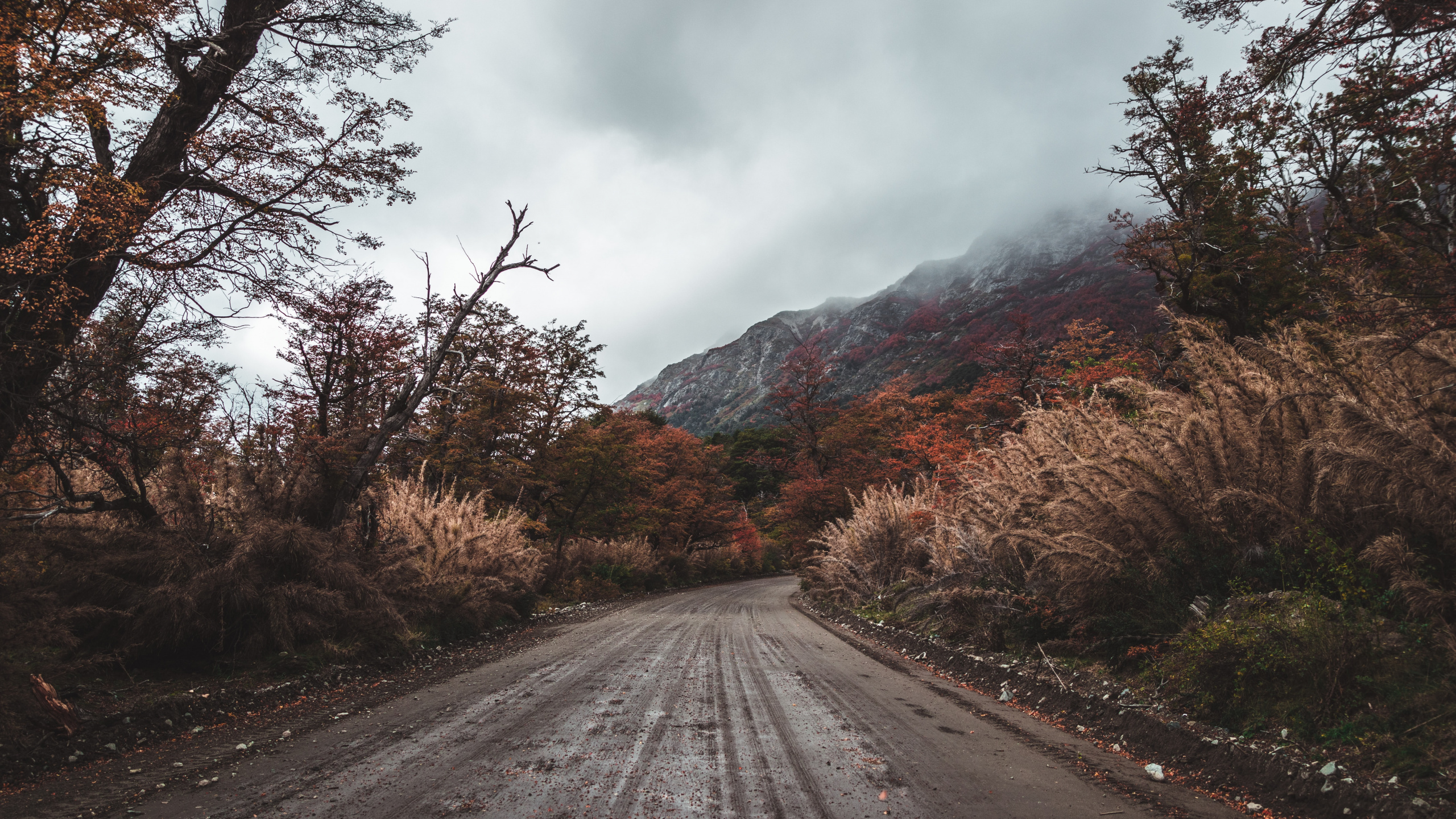 Обои дорога, природный ландшафт, дерево, облако, асфальт в разрешении 2560x1440