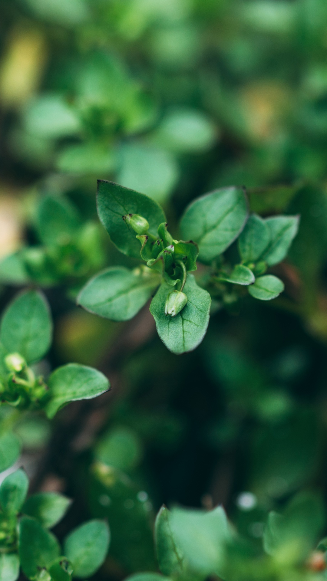 Обои зеленый, полукустарник, растение, цветок, цветковое растение в разрешении 1080x1920