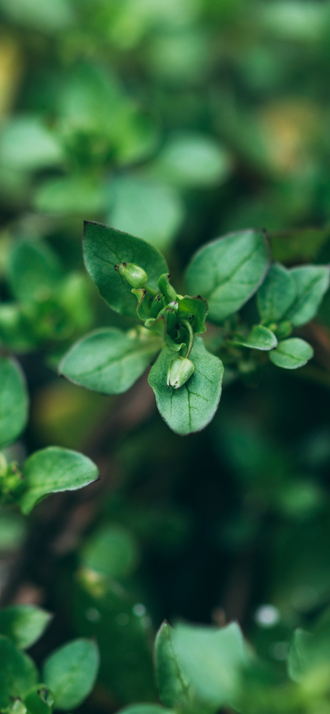 Обои зеленый, полукустарник, растение, цветок, цветковое растение в разрешении 1125x2436