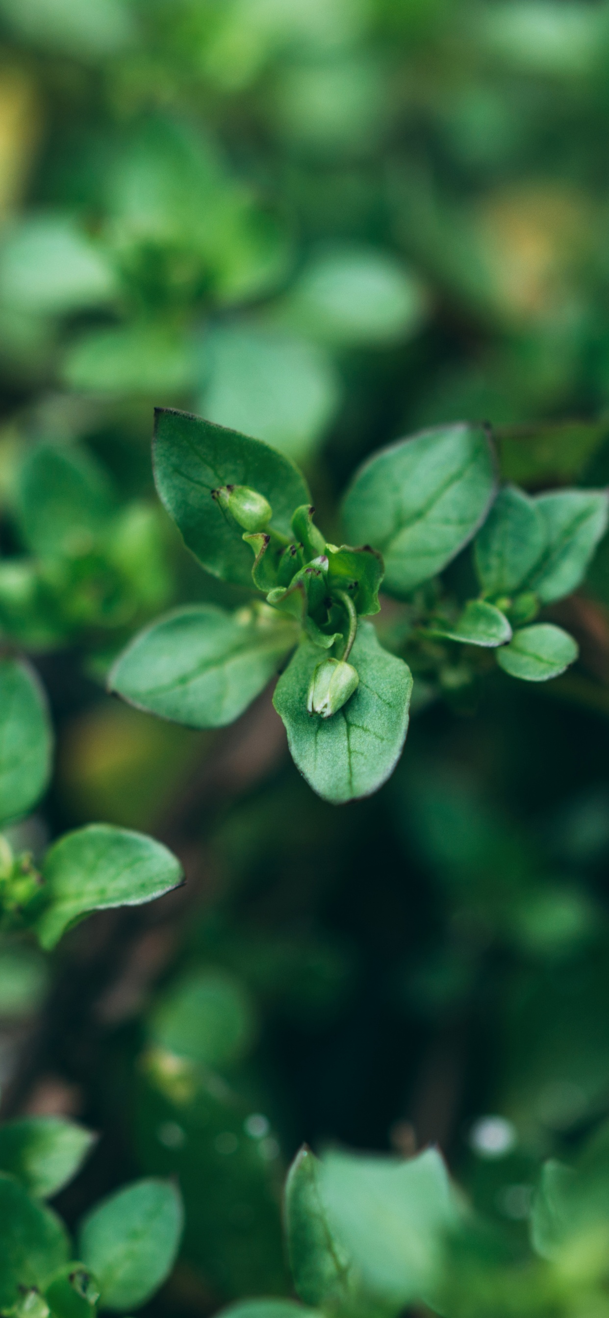 Обои зеленый, полукустарник, растение, цветок, цветковое растение в разрешении 1242x2688
