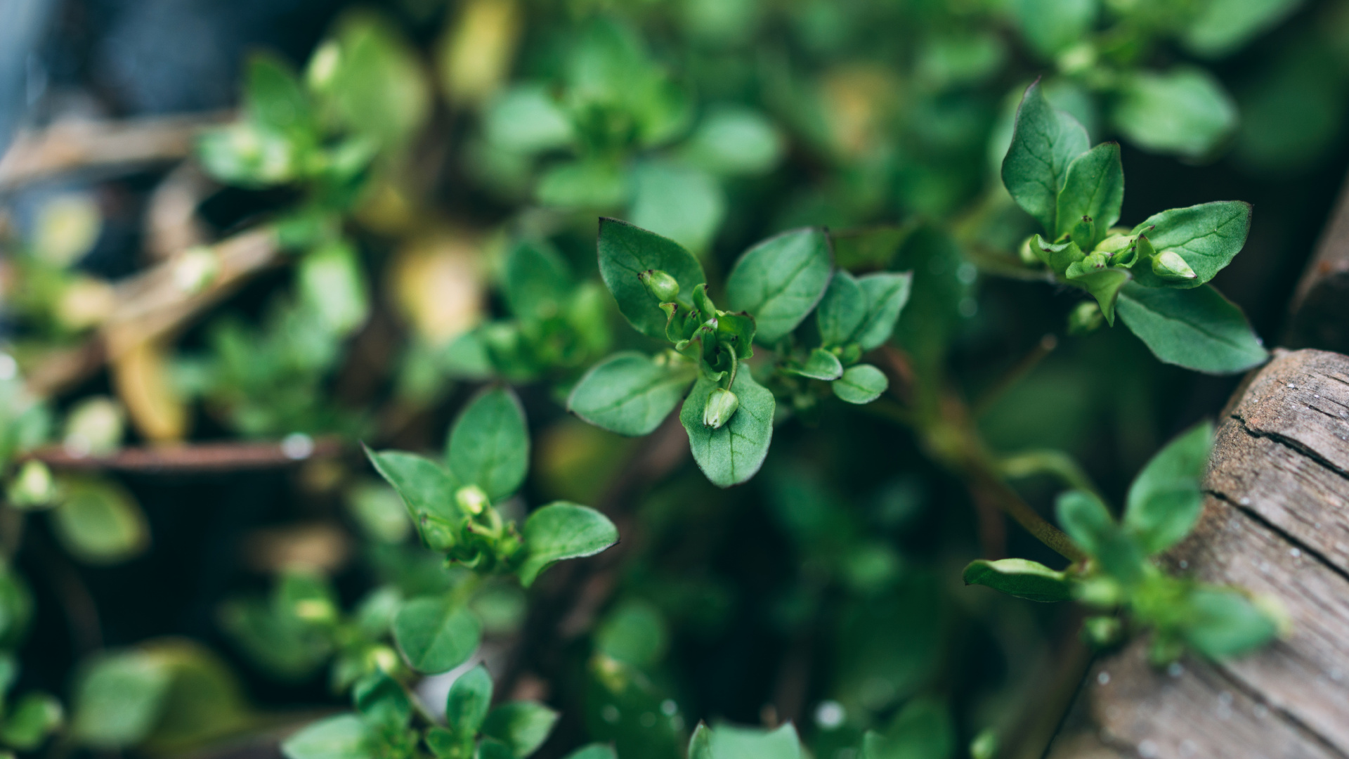 Обои зеленый, полукустарник, растение, цветок, цветковое растение в разрешении 1920x1080
