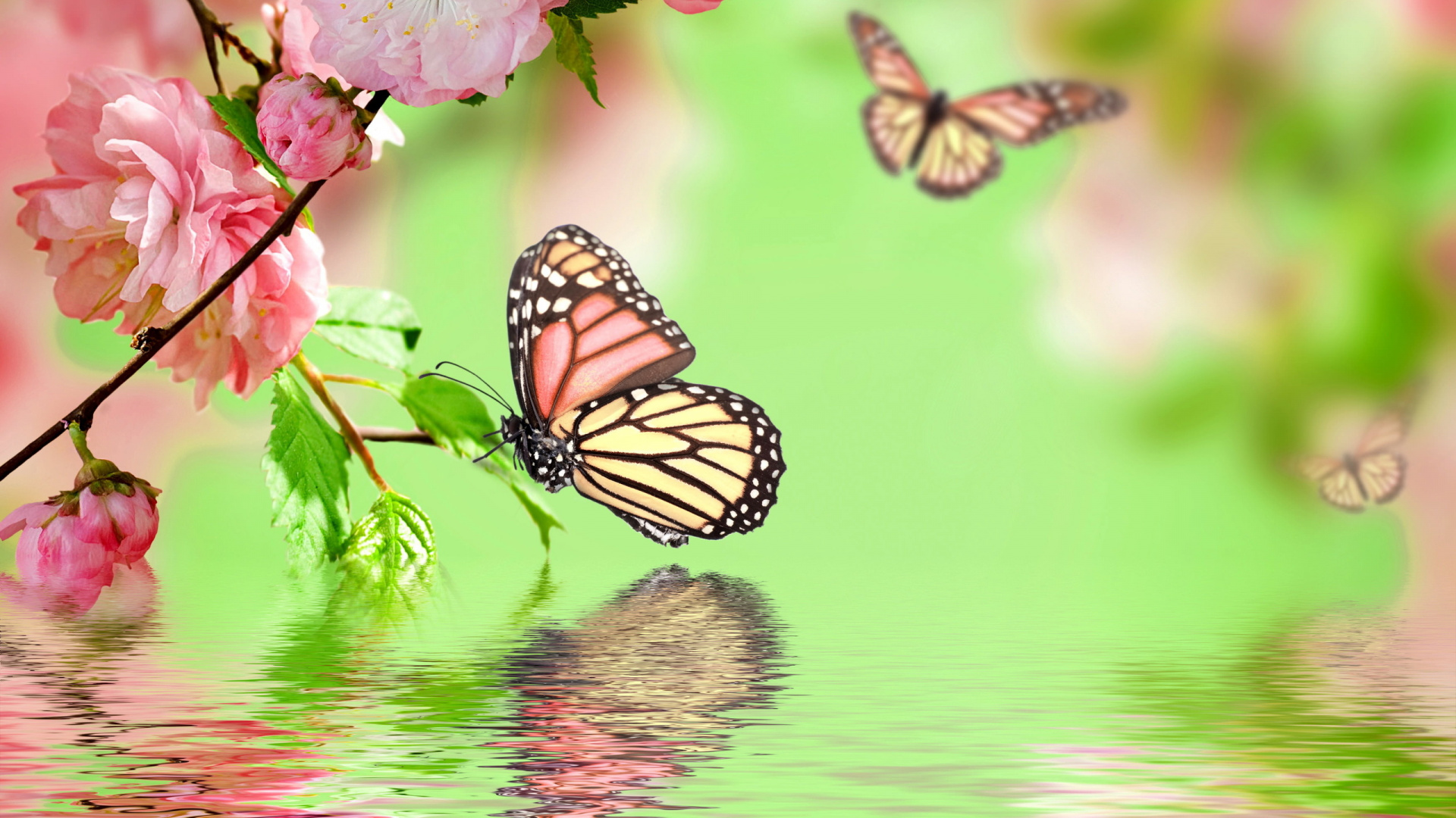 Обои насекомое, бабочка, мотыльки и бабочки, опылитель, беспозвоночных в разрешении 1920x1080