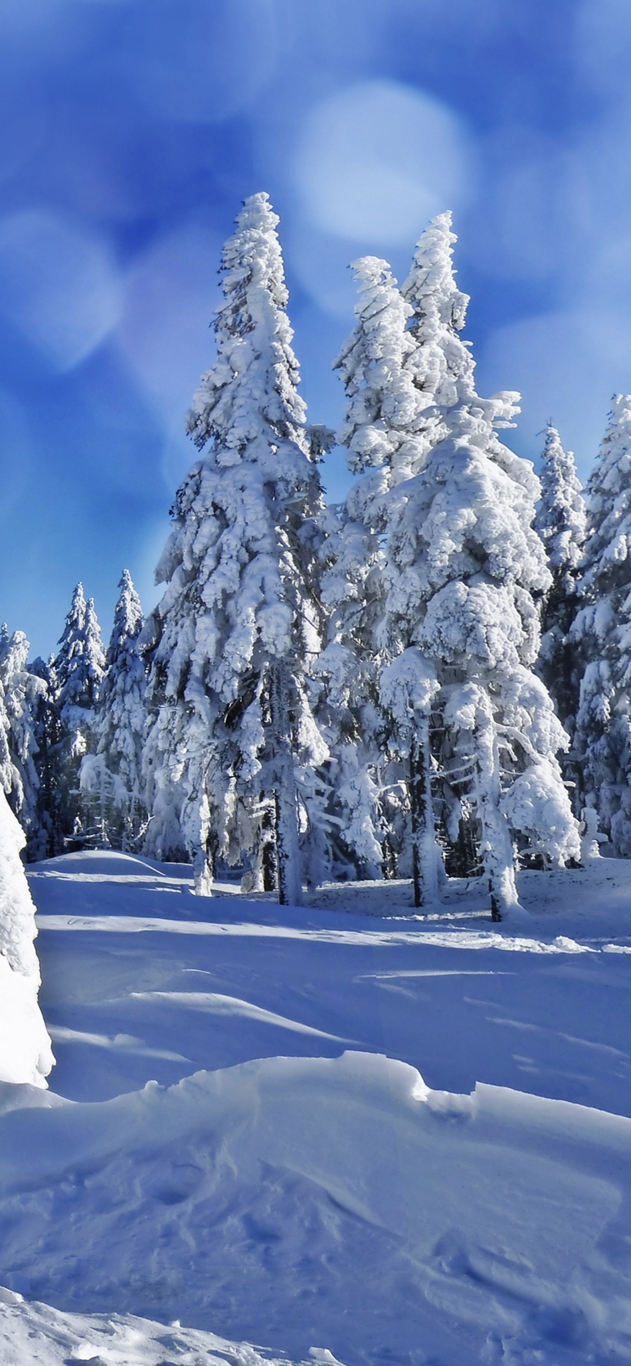 Обои снег, зима, дерево, замораживание, мороз в разрешении 1242x2688