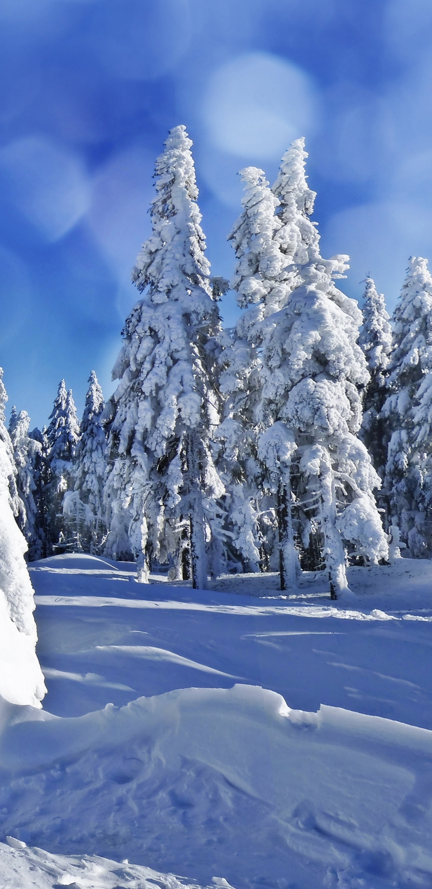 Обои снег, зима, дерево, замораживание, мороз в разрешении 1440x2960