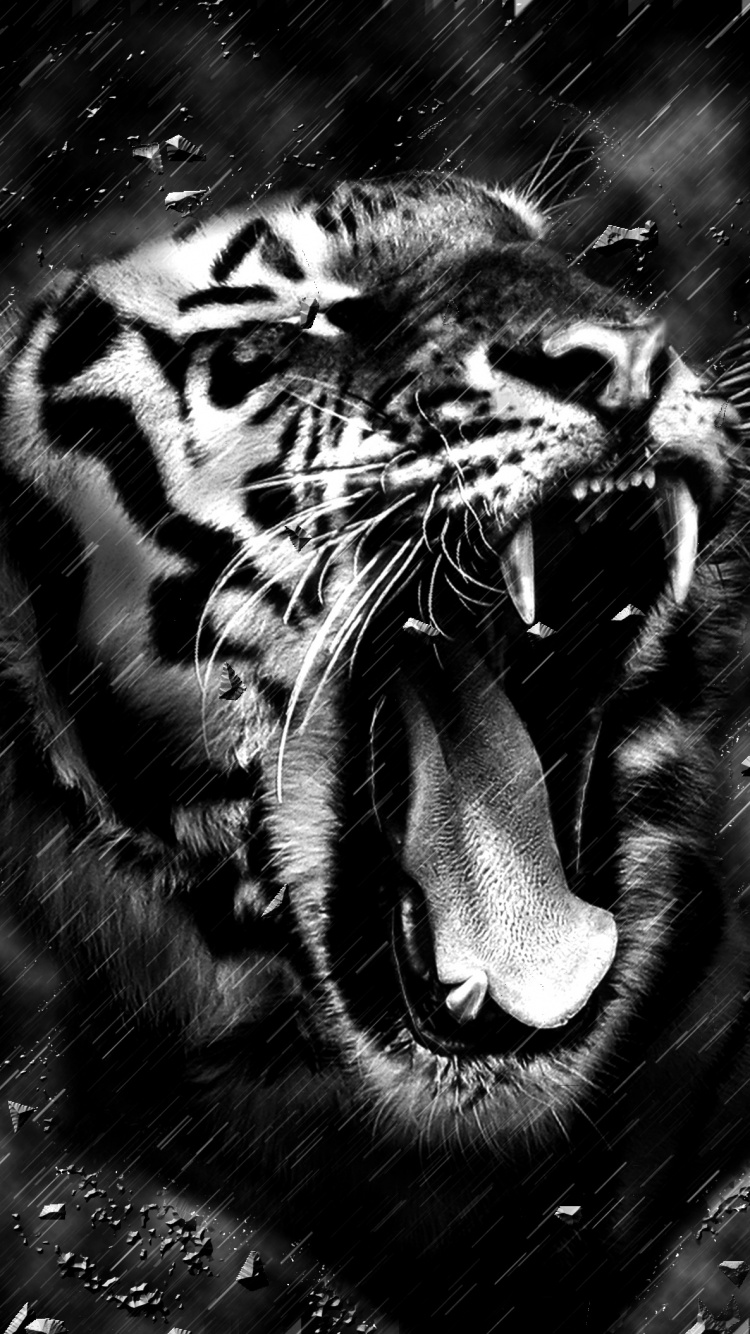 Обои тигр, Белый тигр, бенгальский тигр, рев, черный в разрешении 750x1334