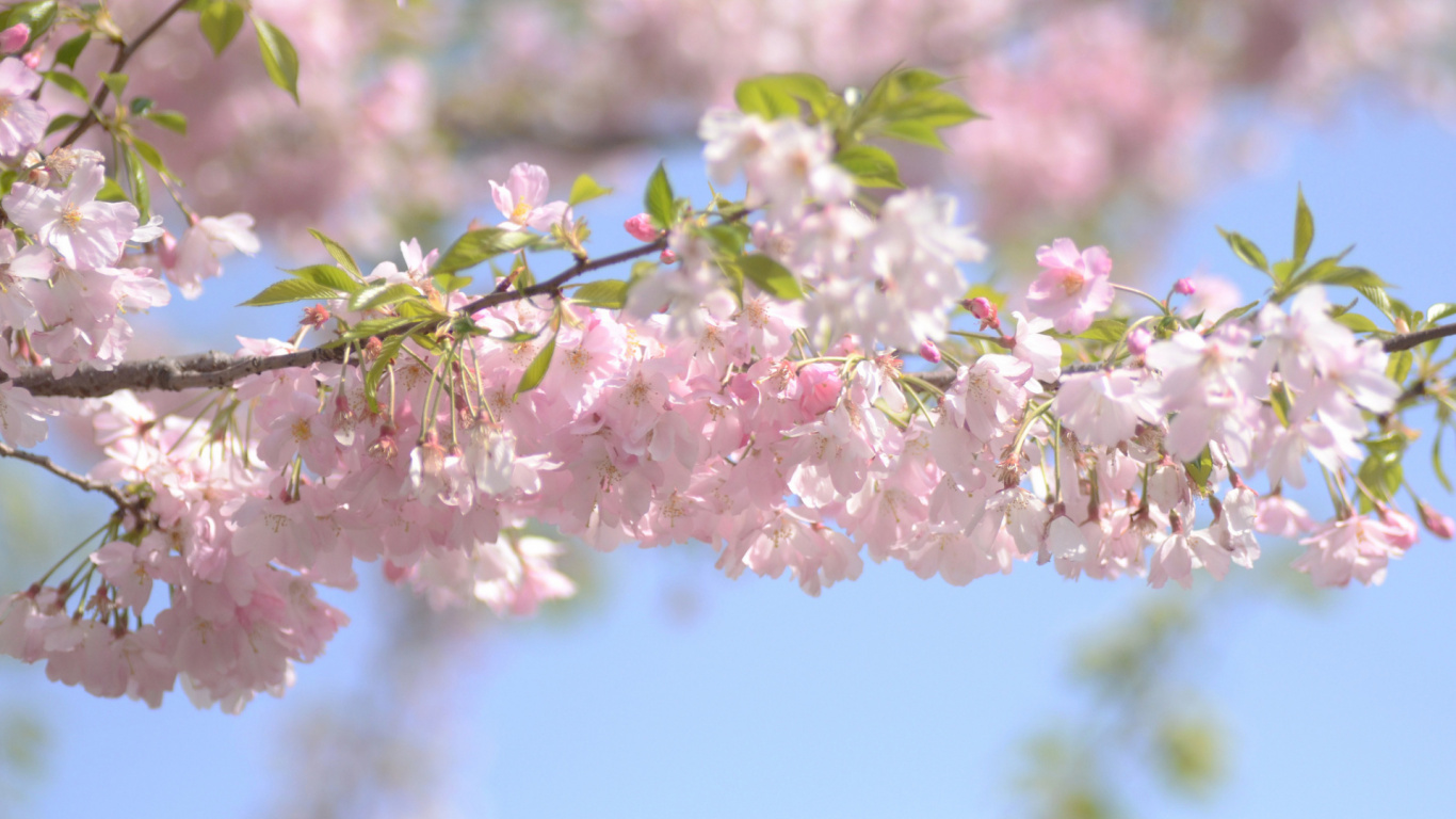 Обои Ларго, цветок, весна, ветвь, расцвет в разрешении 1366x768