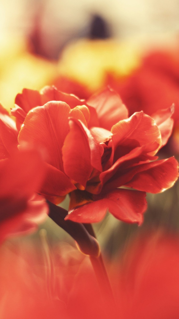 Обои лепесток, цветок, красный цвет, Апельсин, цветковое растение в разрешении 720x1280