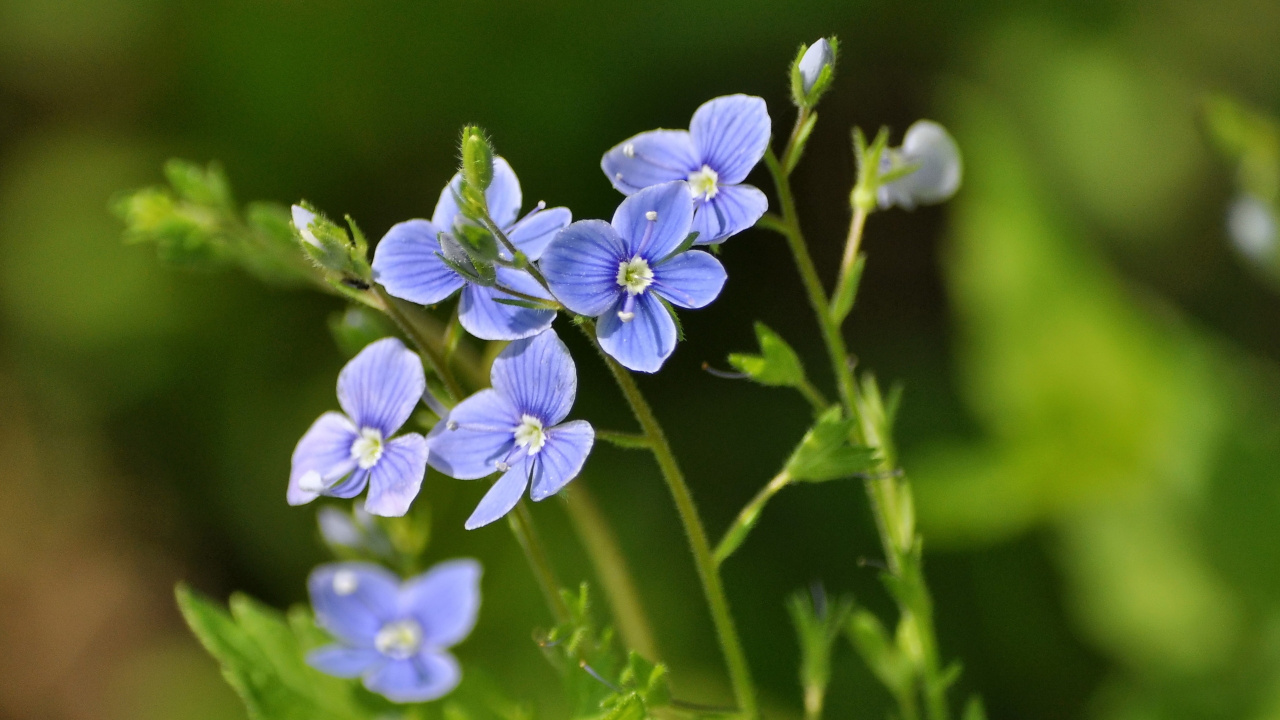 Обои цветковое растение, растение, синий, лень, Флора в разрешении 1280x720