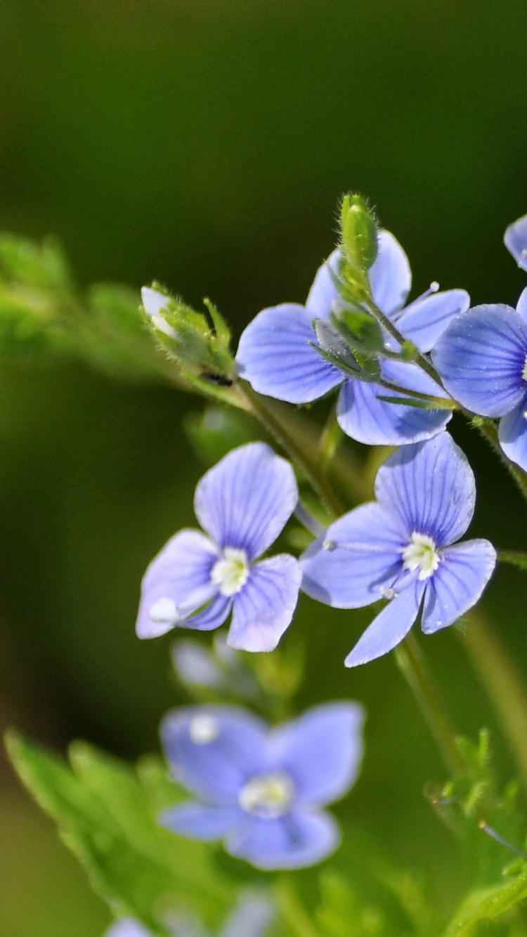 Обои цветковое растение, растение, синий, лень, Флора в разрешении 750x1334