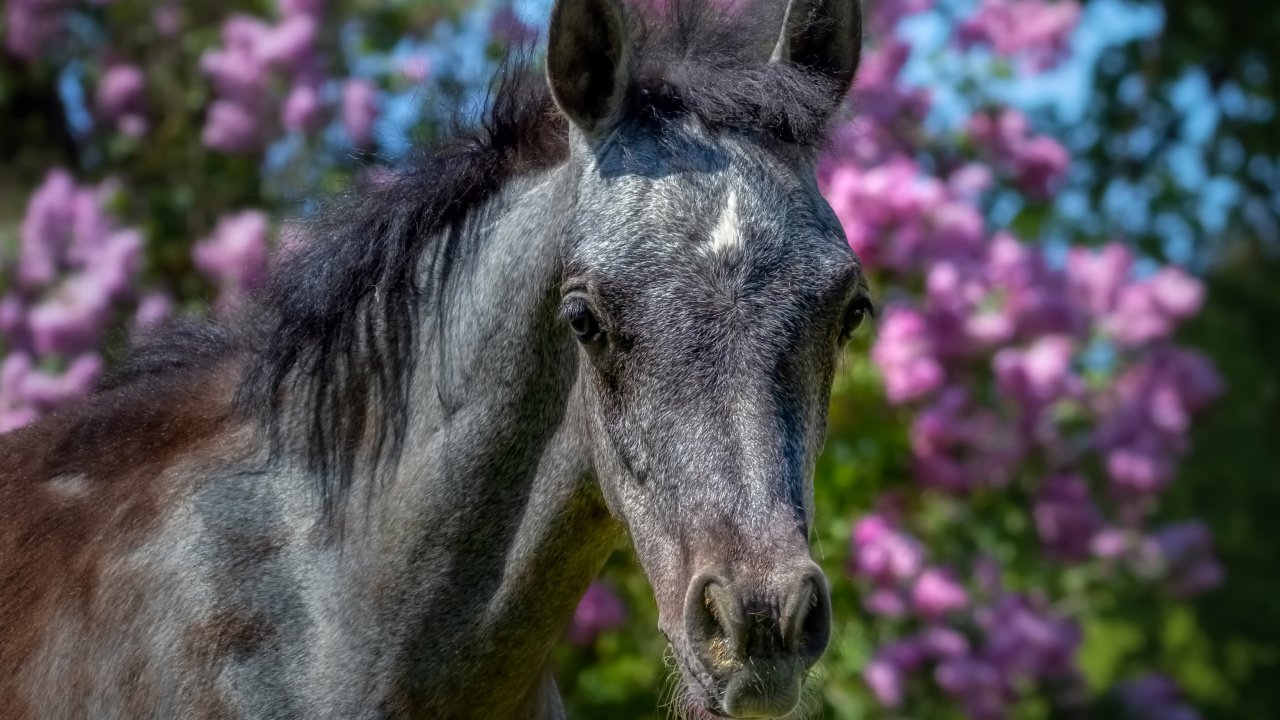 Обои конь, растение, олененок, цветок, наземные животные в разрешении 1280x720