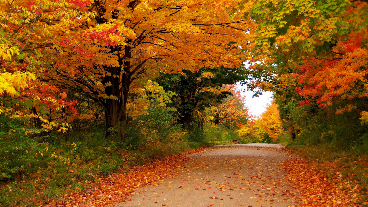 Обои осень, сезон, дерево, лист, природа в разрешении 1280x720