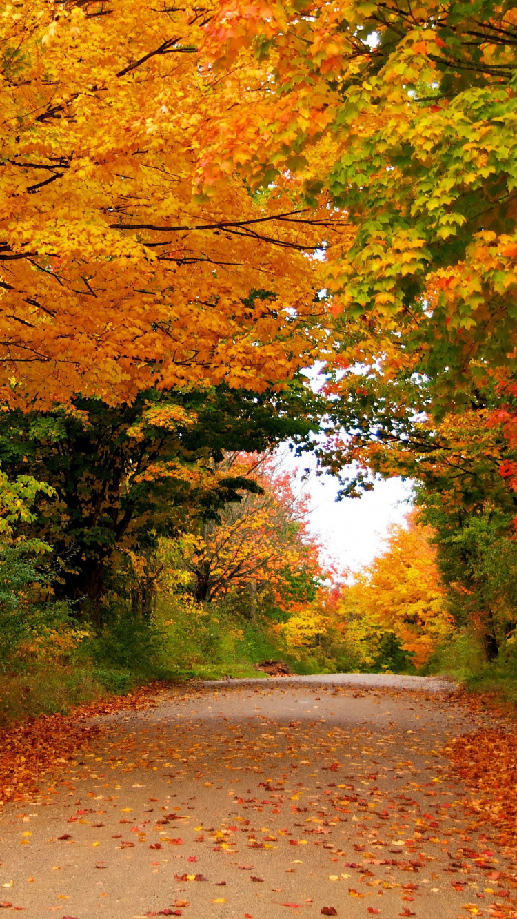 Обои осень, сезон, дерево, лист, природа в разрешении 750x1334