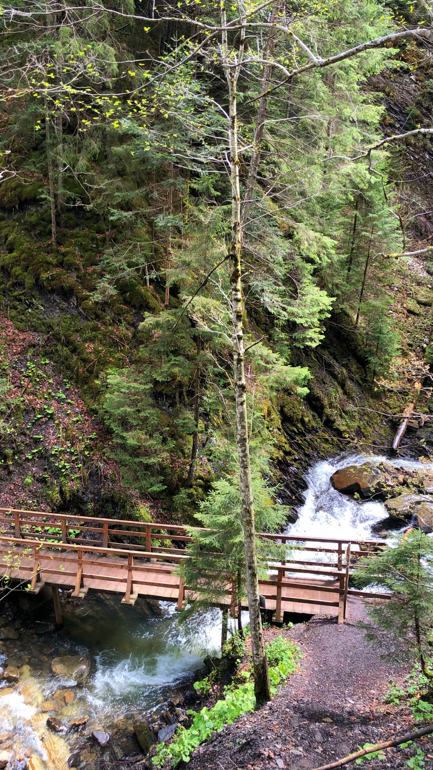 Обои природа, окружающая среда, природный ландшафт, мост, лист в разрешении 1440x2560