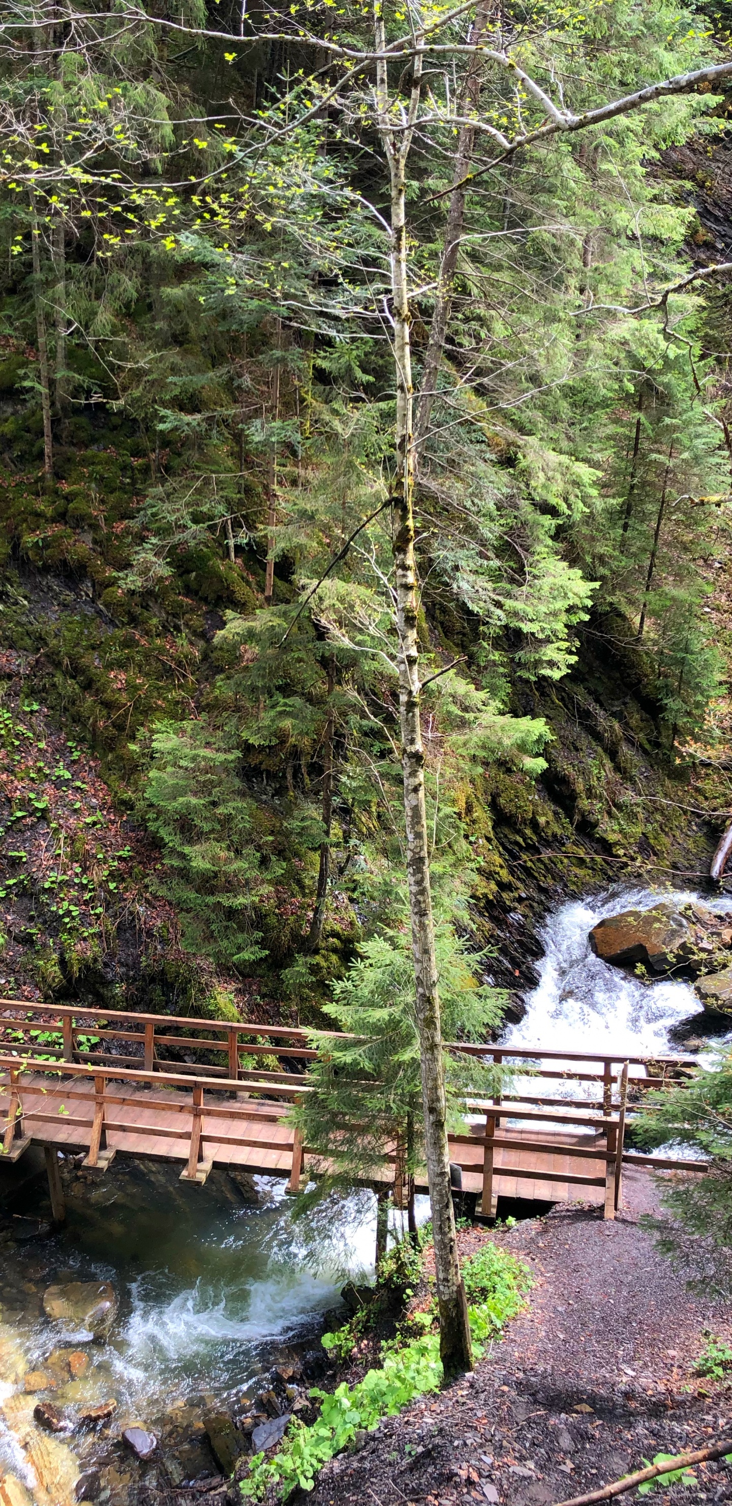 Обои природа, окружающая среда, природный ландшафт, мост, лист в разрешении 1440x2960