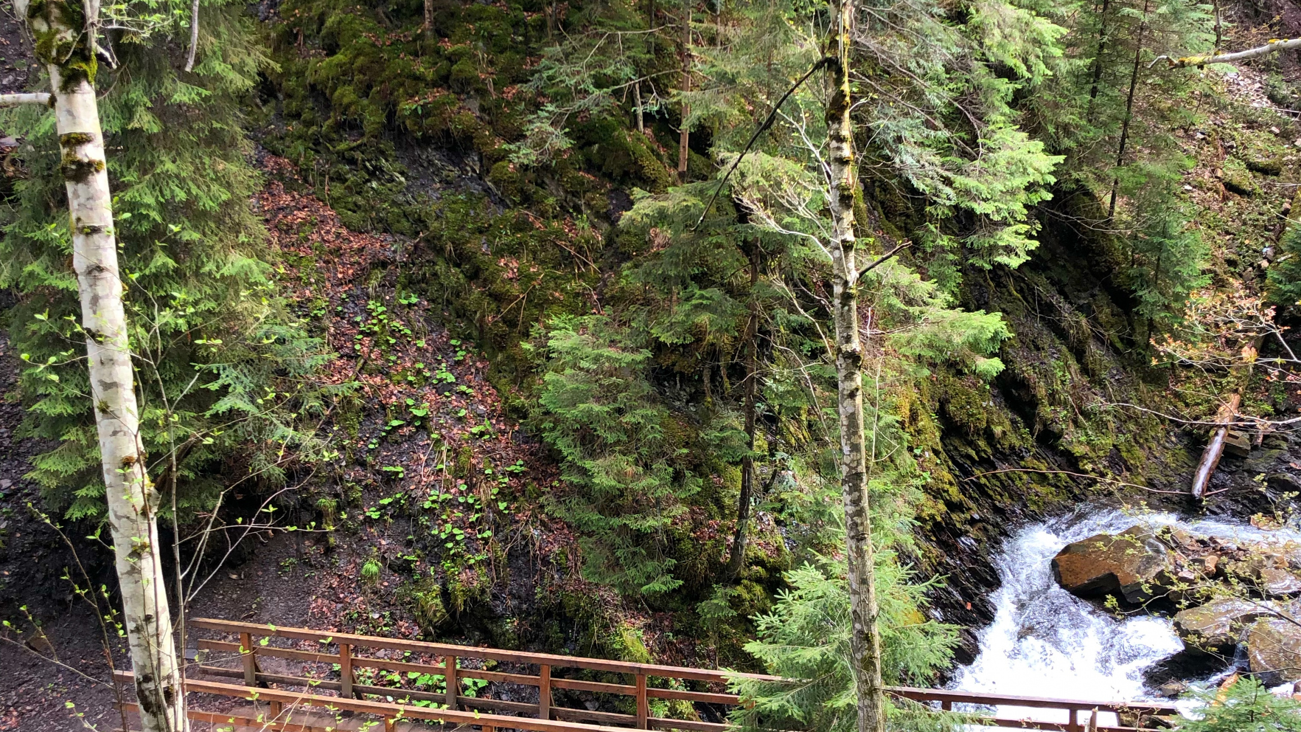 Обои природа, окружающая среда, природный ландшафт, мост, лист в разрешении 2560x1440