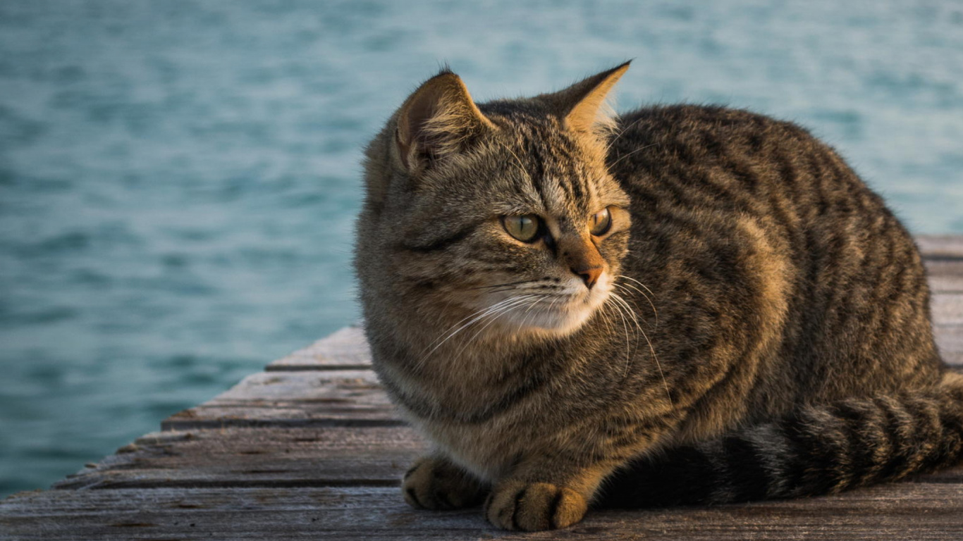 Обои полосатый кот, Дикая кошка, ли дракон, фауна, кошки малого и среднего размера в разрешении 1366x768
