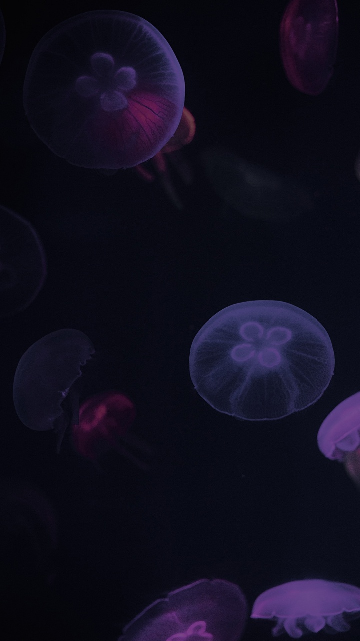 Обои Медуза, биолюминесценция, пурпур, морские беспозвоночные, черный в разрешении 720x1280