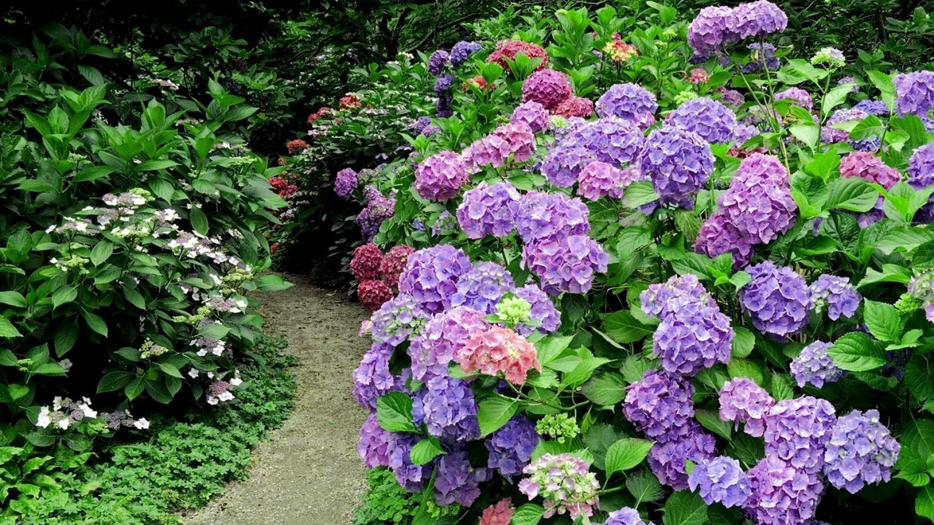 Обои французская Гортензия, цветковое растение, декоративное растение, сад, hydrangeaceae в разрешении 1920x1080