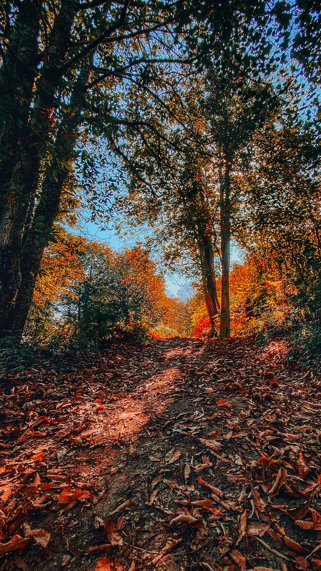 Обои природа, ветвь, листопадные, окружающая среда, лист в разрешении 1080x1920