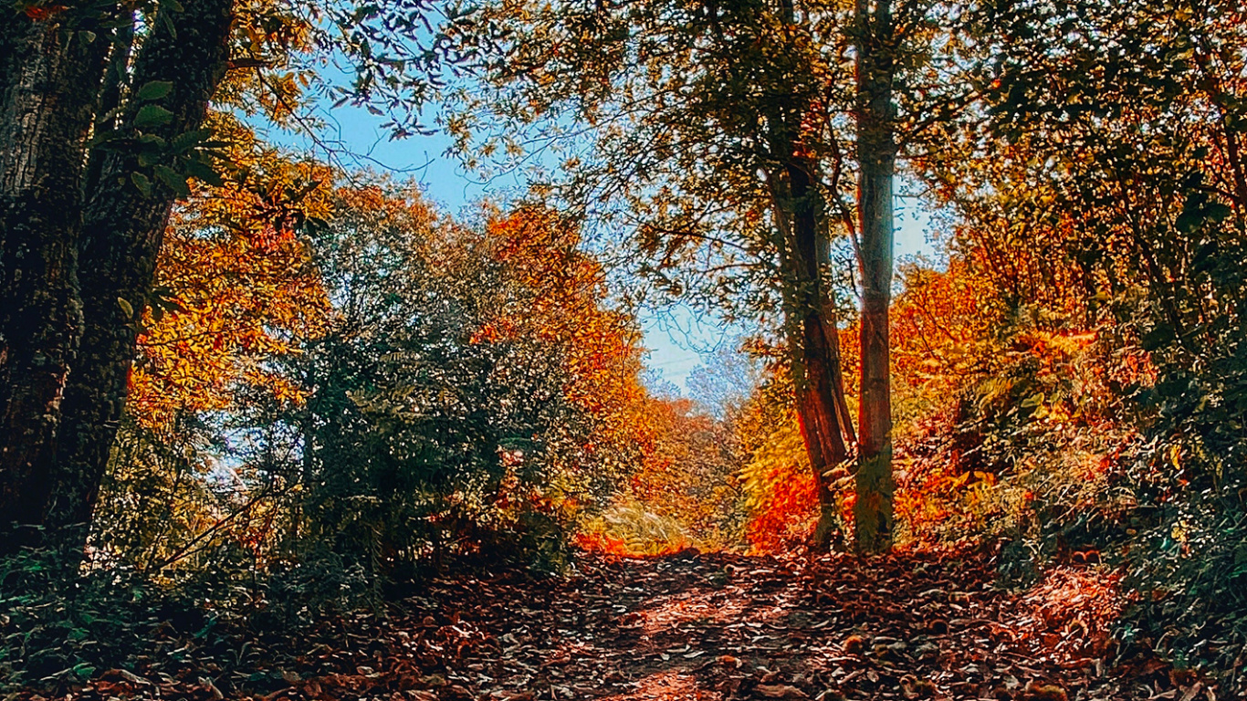 Обои природа, ветвь, листопадные, окружающая среда, лист в разрешении 1366x768