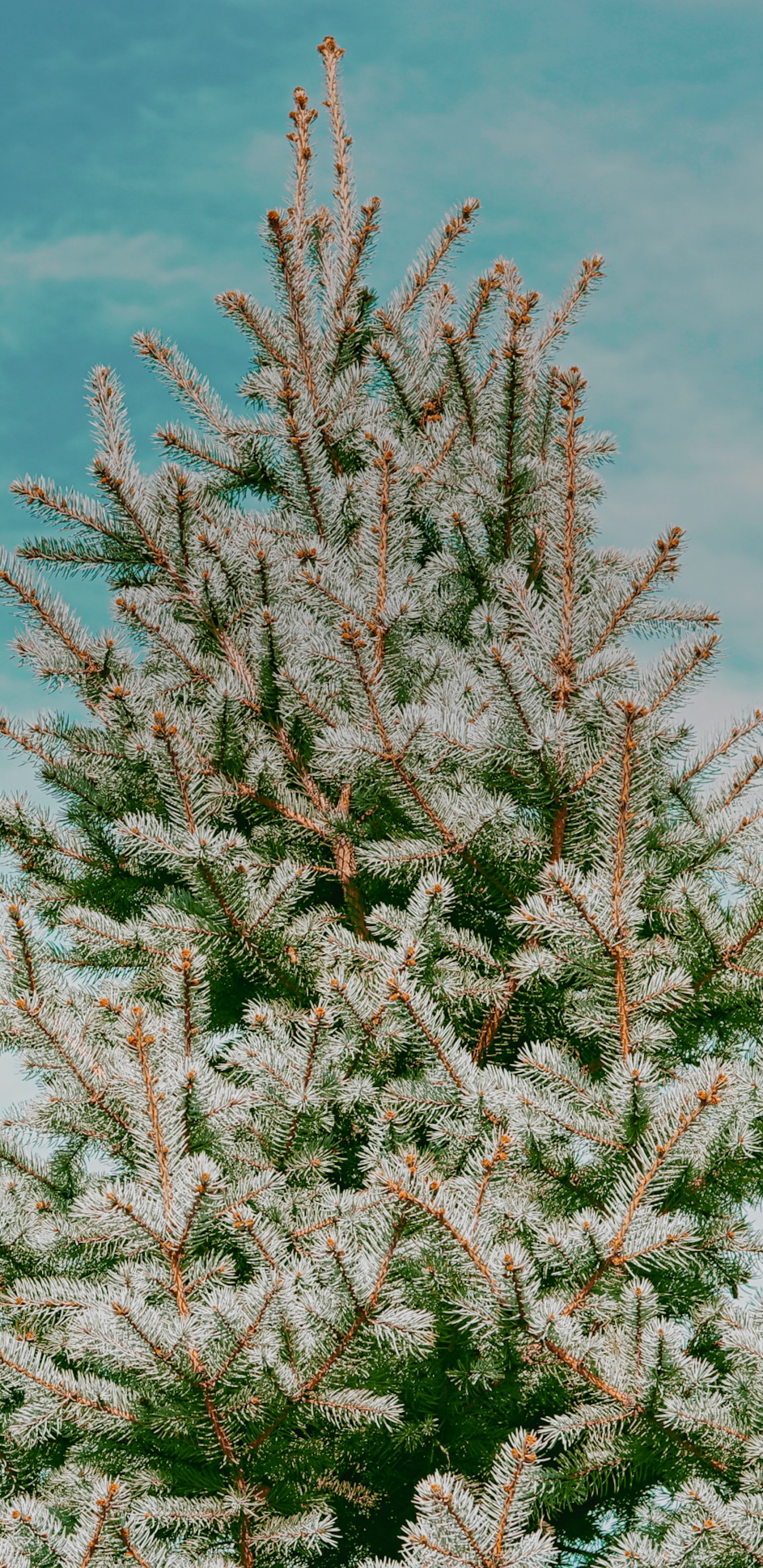 Обои ель, дерево, растение, цветок, древесные растения в разрешении 1440x2960