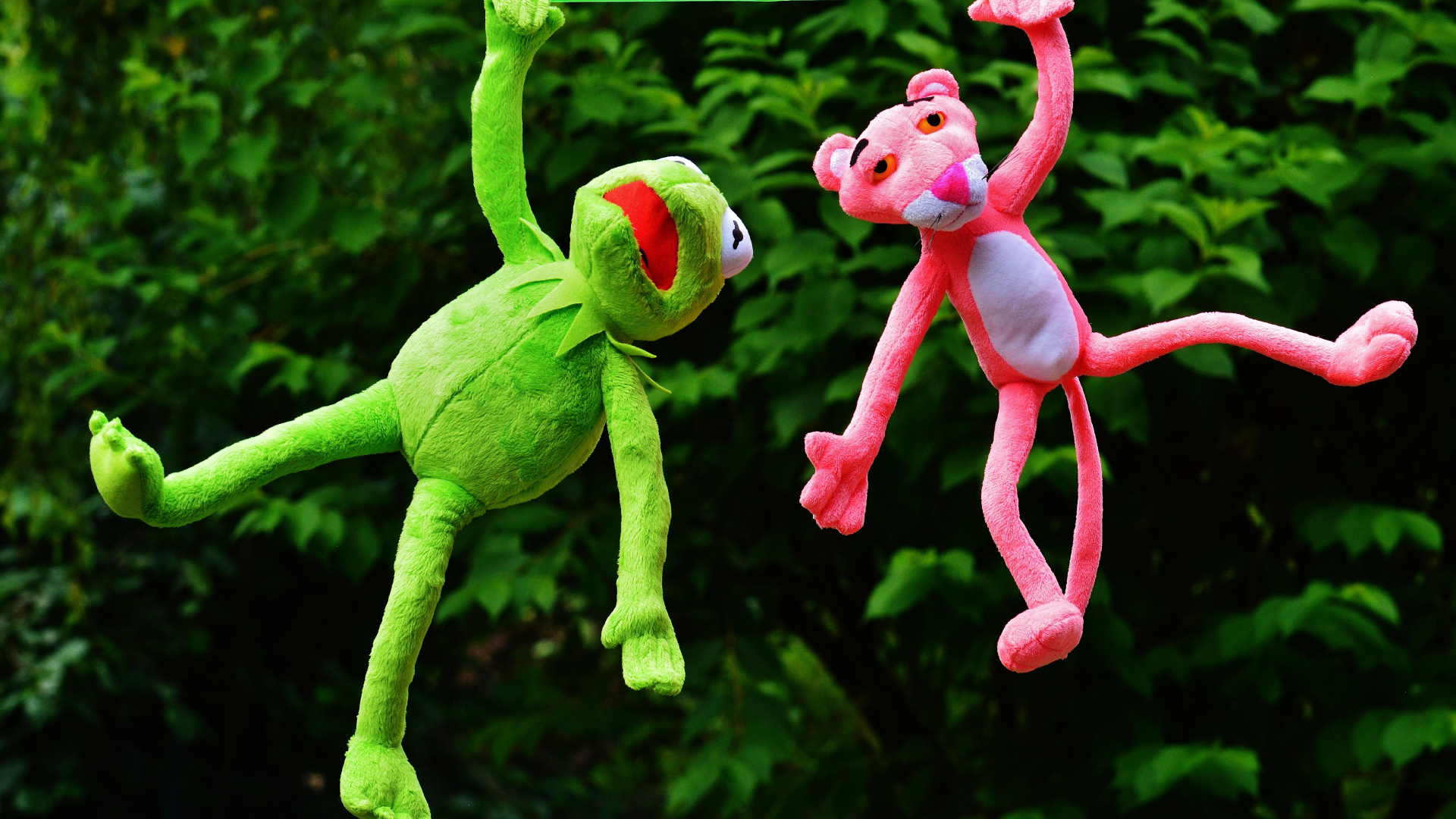 Обои кермит и розовая пантера, Лягушонок Кермит, розовая пантера, игрушка, растение в разрешении 1920x1080