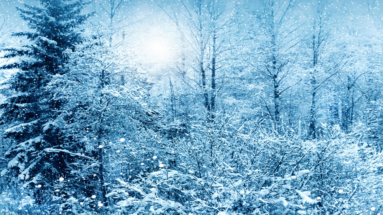 Обои снег, зима, мороз, дерево, ветвь в разрешении 1280x720