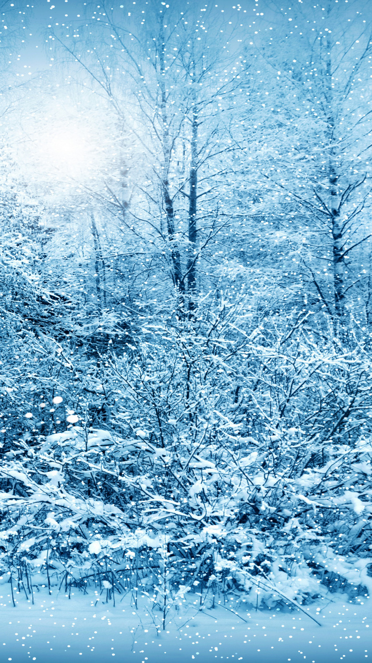 Обои снег, зима, мороз, дерево, ветвь в разрешении 750x1334