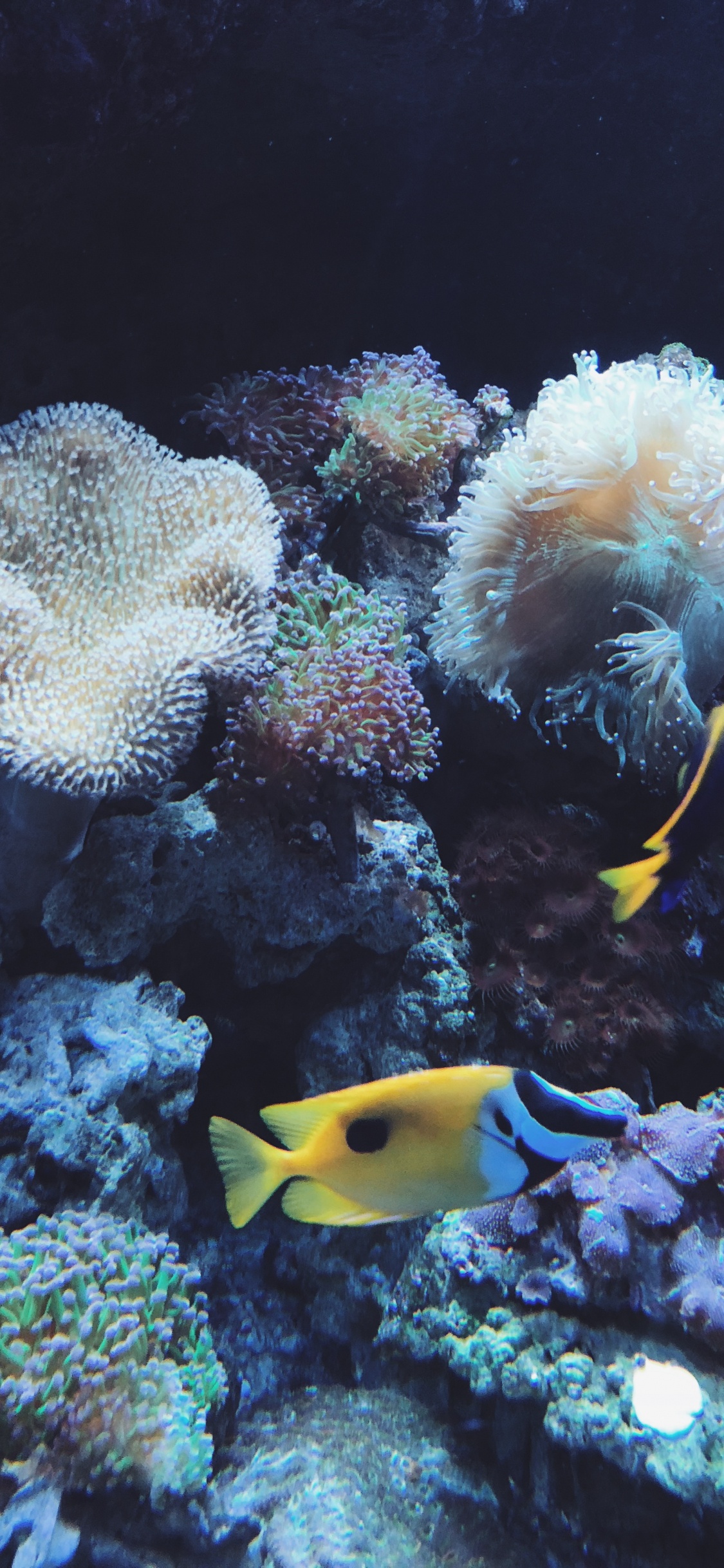 Обои коралловый риф, коралловый риф рыбы, cnidaria, Кораллов, морская биология в разрешении 1125x2436