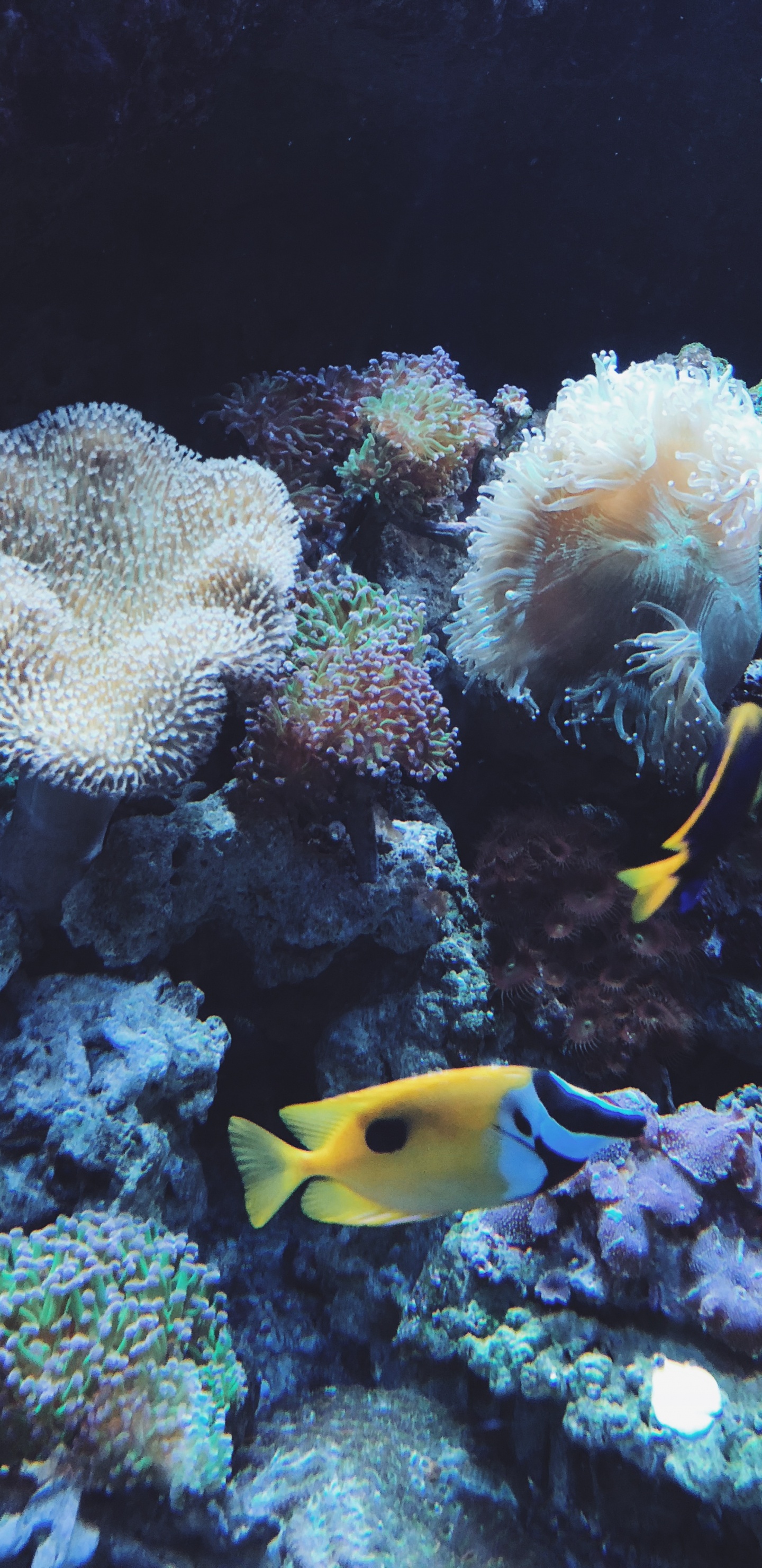 Обои коралловый риф, коралловый риф рыбы, cnidaria, Кораллов, морская биология в разрешении 1440x2960