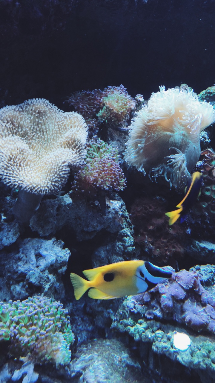 Обои коралловый риф, коралловый риф рыбы, cnidaria, Кораллов, морская биология в разрешении 720x1280