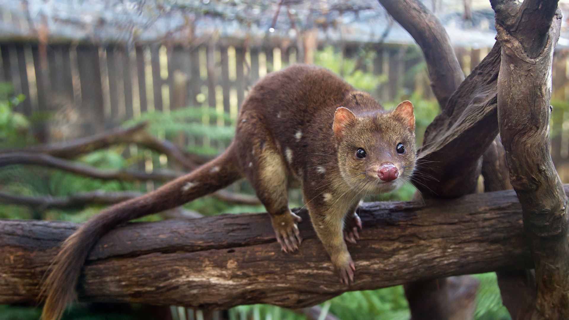 Обои Тигр quoll, кот, живая природа, дерево, наземные животные в разрешении 1920x1080