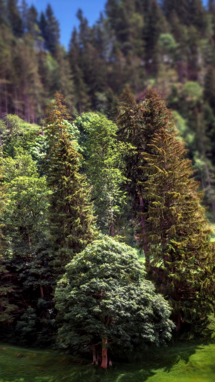 Обои природа, дерево, вечнозеленое растение, хвойное дерево, ель в разрешении 750x1334
