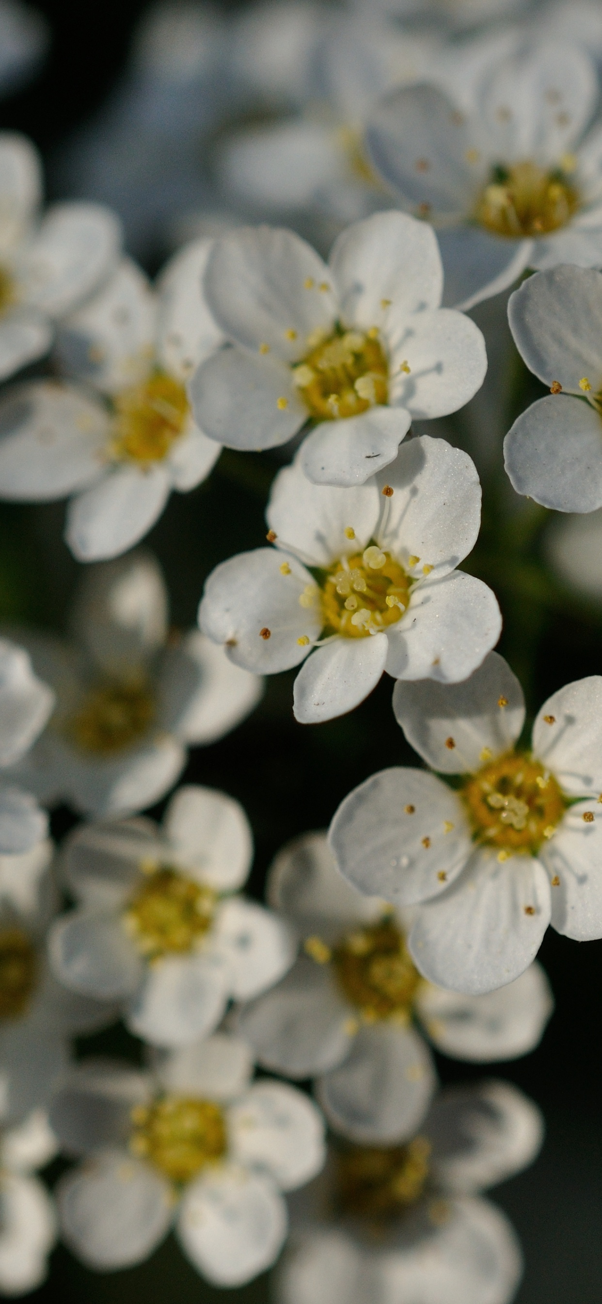 Обои цветок, желтый, цветковое растение, белые, Роза в разрешении 1242x2688