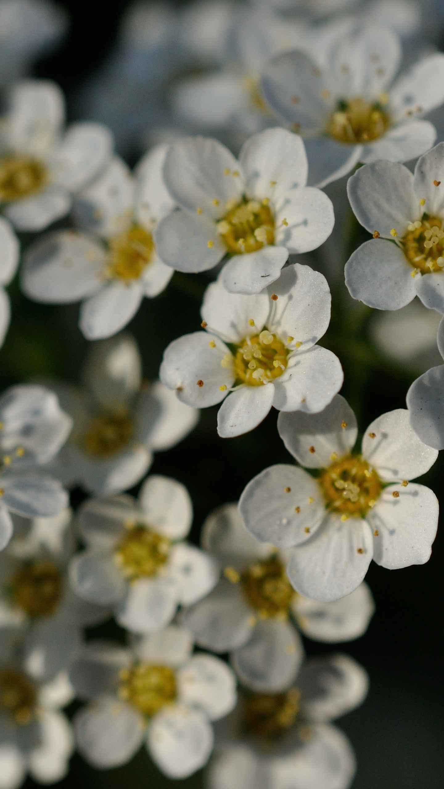 Обои цветок, желтый, цветковое растение, белые, Роза в разрешении 1440x2560