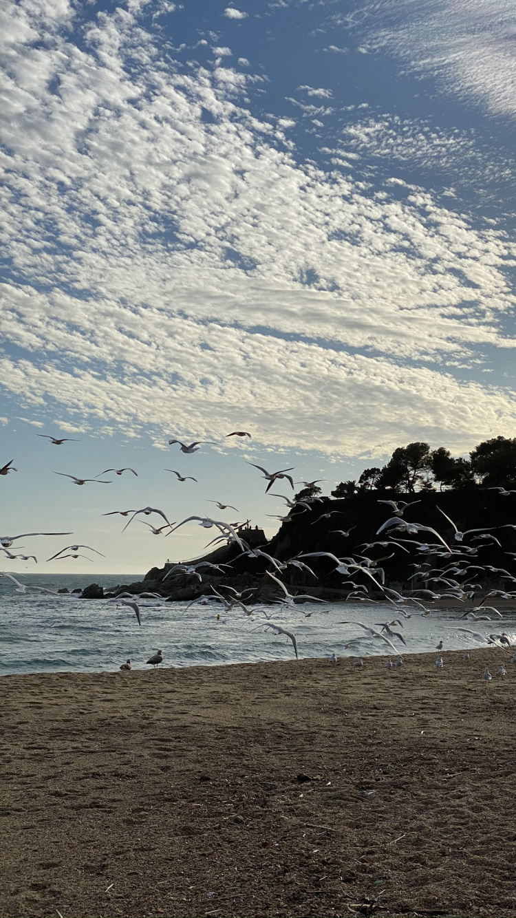 Обои пляж, вода, жидкость, облако, берег в разрешении 750x1334