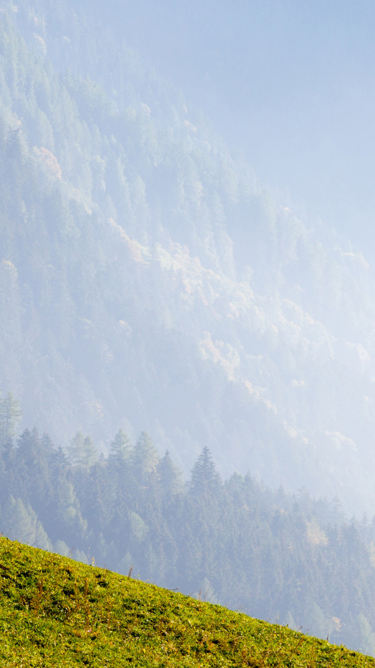 Обои пейзажи гор, Альпы, дерево, сенокосное угодье, растение в разрешении 750x1334