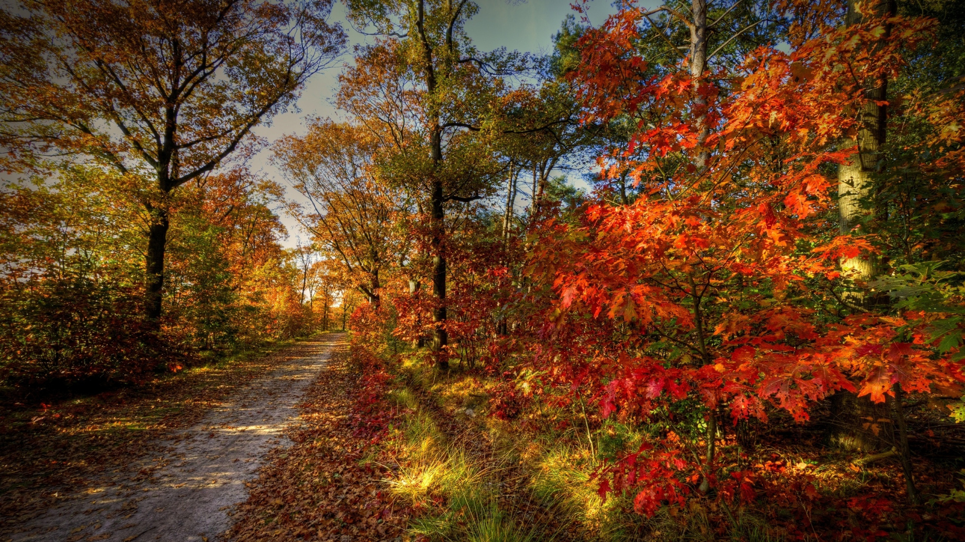 Обои осень, дерево, лист, природа, листопадные в разрешении 1920x1080