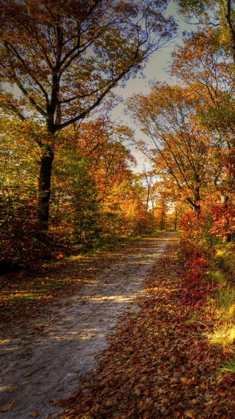 Обои осень, дерево, лист, природа, листопадные в разрешении 750x1334