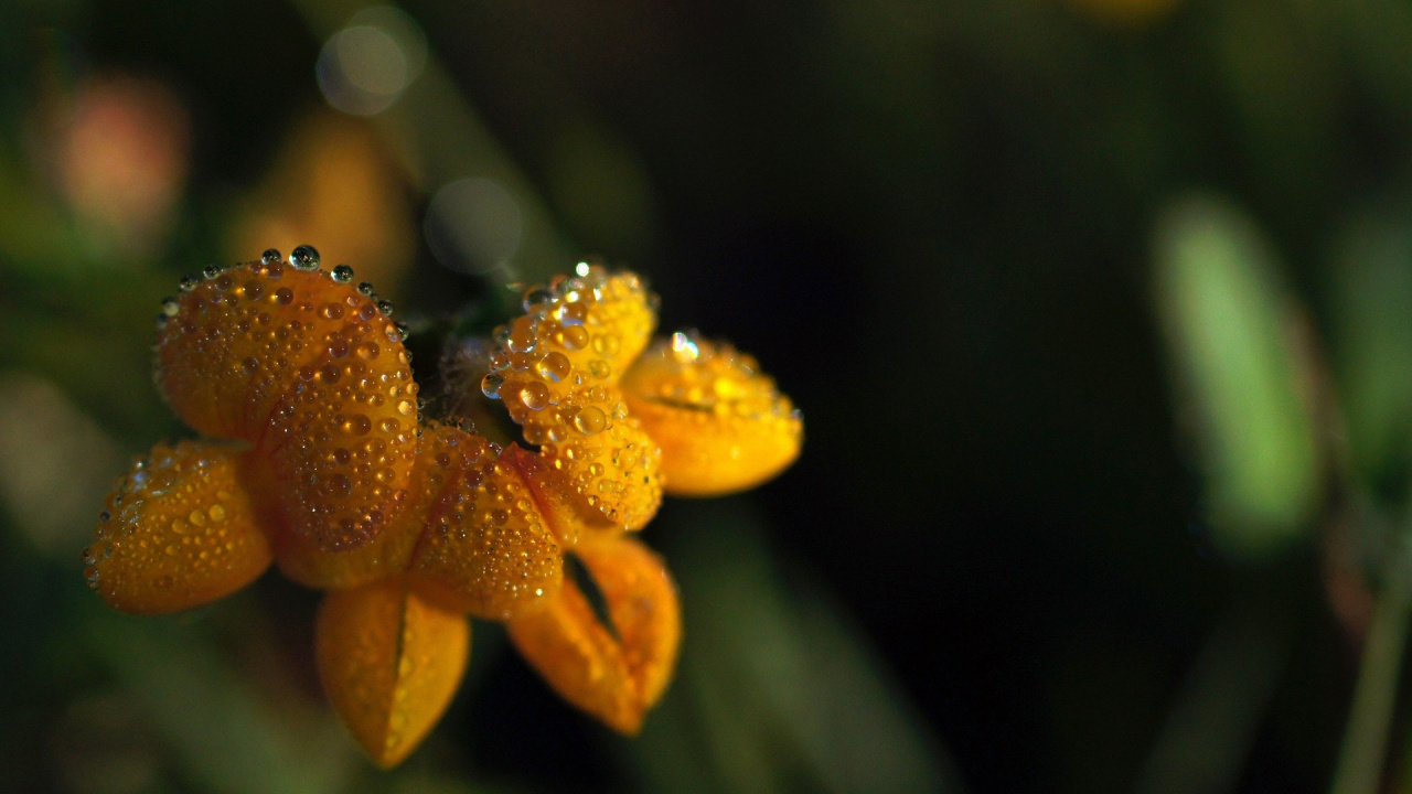 Обои влага, роса, макро фотография, весна, пыльца в разрешении 1280x720